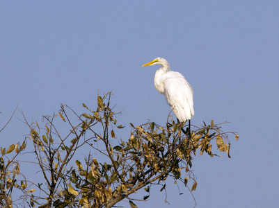 11Egret-White.jpg