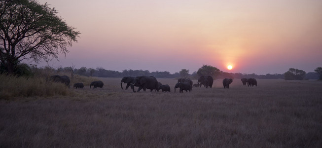 11Elephants-4.jpg