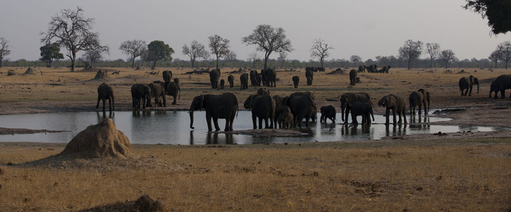 11Elephants-7.jpg