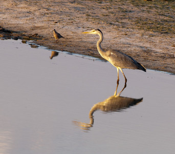 11Heron-GrayInWater.jpg