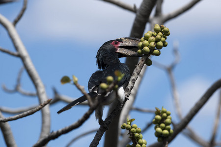 11Hornbill-Trumpeter_-5.jpg