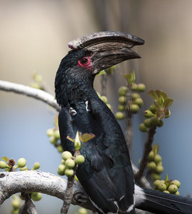 11Hornbill-Trumpeter_.jpg