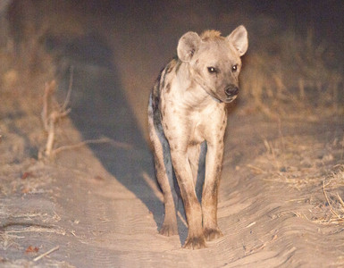 11Hyena-Night-1.jpg