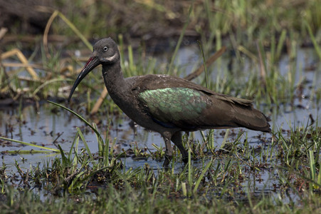 11Ibis-Glossy1.jpg