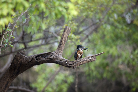 11Kingfisher-GiantFemale.jpg