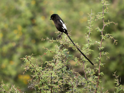 11Kite-LongtailedPerched.jpg