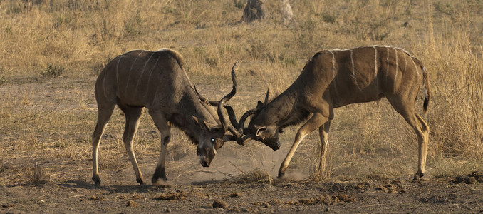 11Kudu-5.jpg