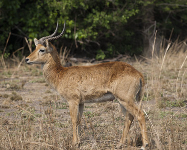 11Lechwe.jpg