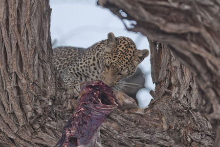 11LeopardEatingInTree.jpg