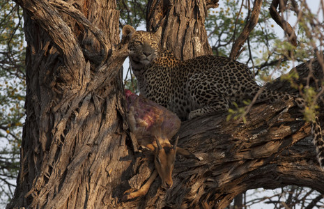 11LeopardWithCatch3.jpg
