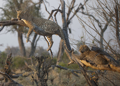 11Leopards2-onbranch.jpg