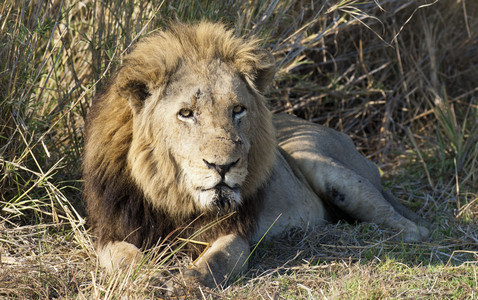 11Lion-male_resting.jpg