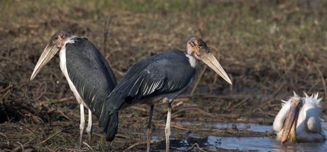 11Marabou_Stork2.jpg