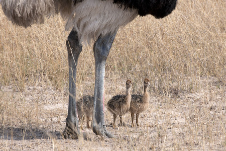 11Ostrich-Male_w-2chicks.jpg