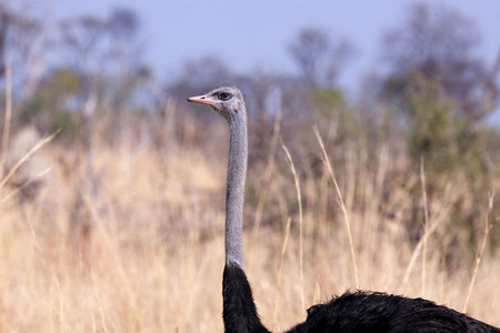 11Ostrich-Male_w_2_chicks_top.jpg