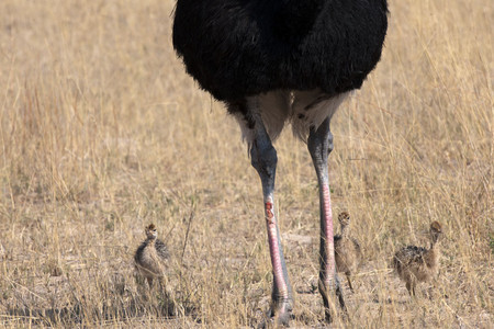 11Ostrich_Babies___Vultures-2.jpg