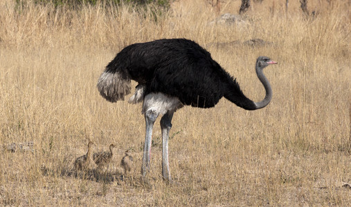 11Ostrich_Babies___Vultures-3.jpg