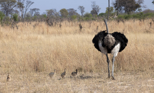 11Ostrich_Babies___Vultures-4.jpg