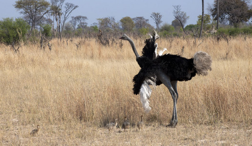 11Ostrich_Babies___Vultures-5.jpg