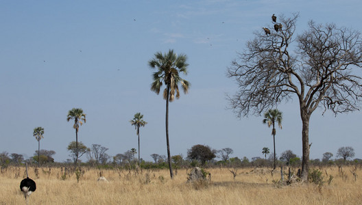 11Ostrich_Babies___Vultures-6.jpg