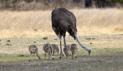 11Ostrich_Babies___Vultures-7.jpg