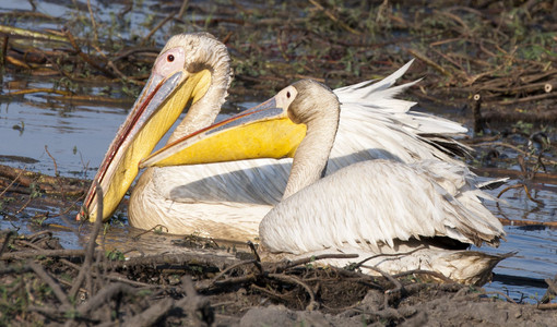 11Pelicans-2.jpg