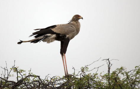 11SecretaryBird-2.jpg