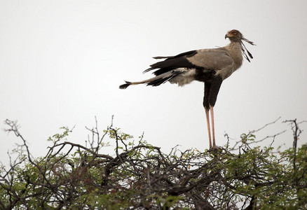 11SecretaryBird-3.jpg