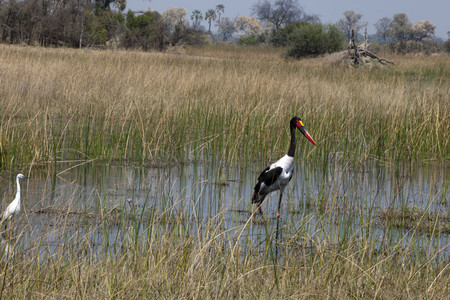 11Stork-Saddlebilled1.jpg