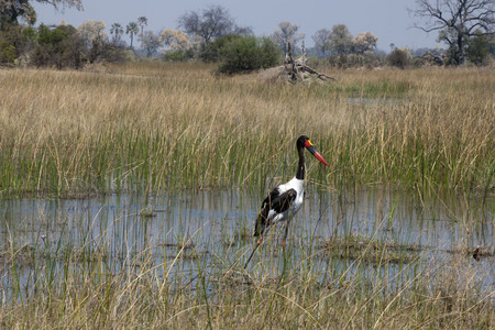 11Stork-Saddlebilled2.jpg