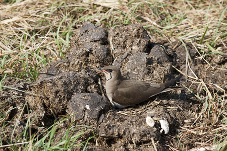 11Swallow-WhiteThroated.jpg