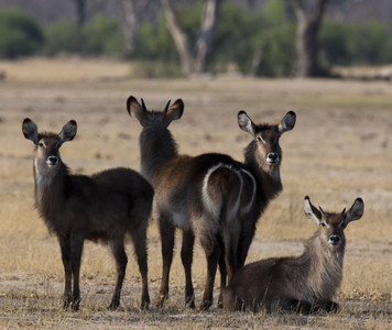 11Waterbuck-1.jpg