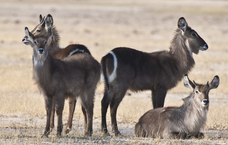 11Waterbuck.jpg