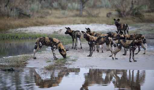 11WildDogs-1.jpg