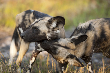 11WildDogs-2.jpg