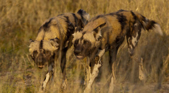 11WildDogs-3_.jpg