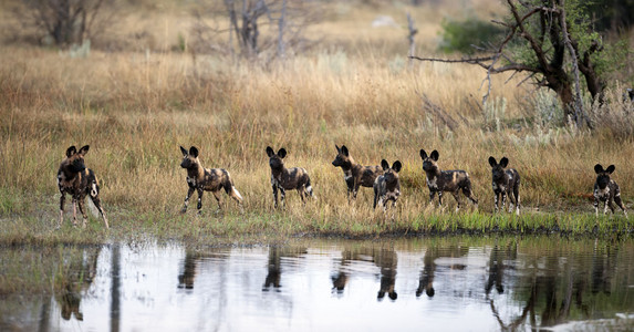 11WildDogs-4.jpg