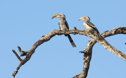 1Hornbill-YellowbilledPair2.jpg