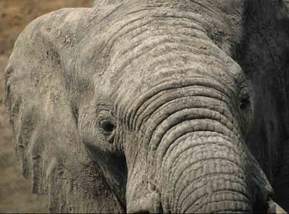 Elephant Female