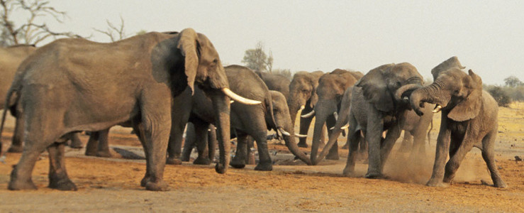 Water Hole Crowd