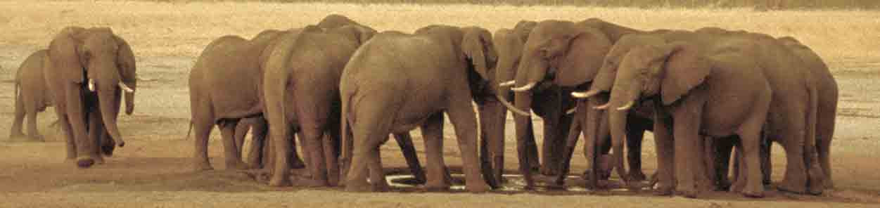 Water Hole Crowd