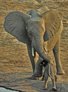 Baby Elephant