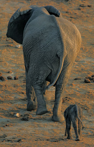 Baby Elephant