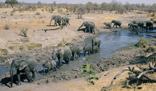 Baby Elephant Walk