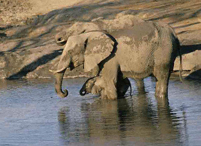 Elephant Calf