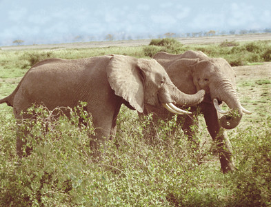 Elephants