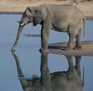 Elephant