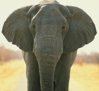 Young Elephant Bull