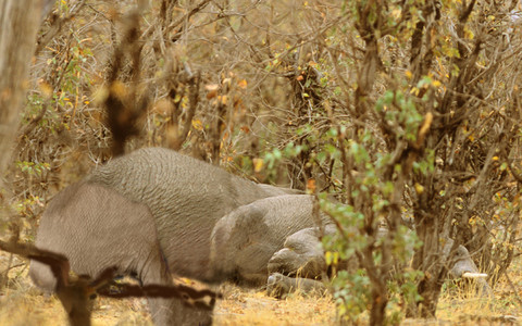 Sleeping Elephant