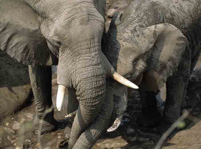 Pushy Elephants